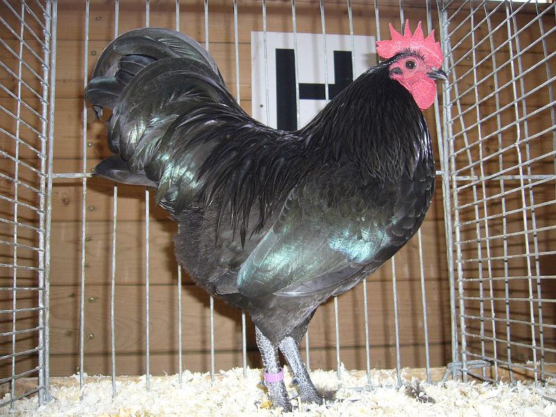 Kreisschau Coesfeld 2008 178.jpg - Zwerg Australops schwarz Preis HV 96 LVEJ